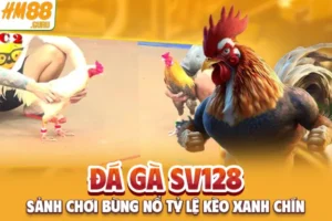 Đá Gà SV128 - Sảnh Chơi Bùng Nổ Tỷ Lệ Kèo Xanh Chín