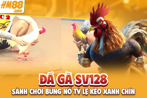 Đá Gà SV128 - Sảnh Chơi Bùng Nổ Tỷ Lệ Kèo Xanh Chín
