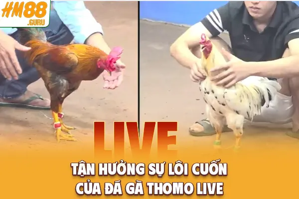 Tận hưởng sự lôi cuốn của đá gà Thomo live